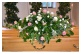 007 ``Weiß - Rosa``