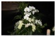 132 ``Weiße Orchideen``