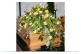 002 ``Frühling``